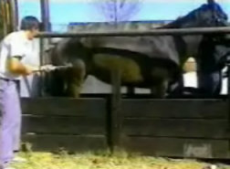 Video Clip - Injecting a horse