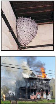 Loser of the month - bees nest --></noscript> house fire