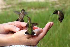 Hummingbird