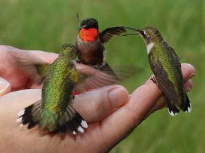 Hummingbirds in Louisiana 