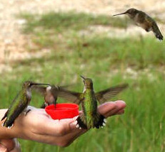 Hummingbird fly-zone