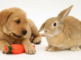 Cat Steals Bunny's Identity