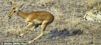 Impala Cheetah - Unlikely Friends