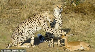 Impala Cheetah - Unlikely Friends