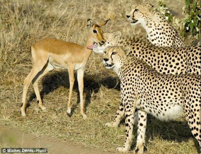 Impala Cheetah - Unlikely Friends