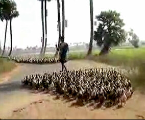 Ducks in India