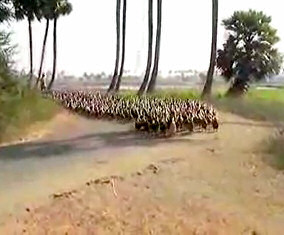 Indian Runner Duck Video