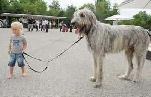 Irish Wolfhound