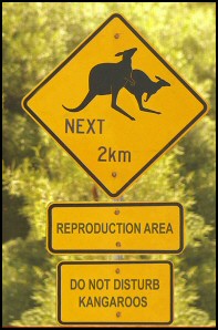 Beware Kangaroos Mating