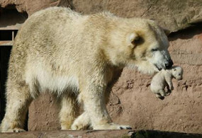 Knut 2 - Snowflake Polar Bear Cub