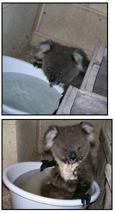 Koala Pictures