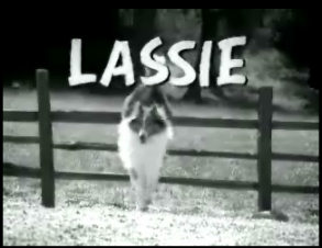 Lassie - dog video clip