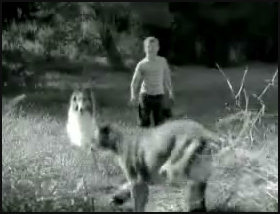 Lassie confronts the cat - will it have a happy ending?
