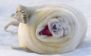 Laughing Seal