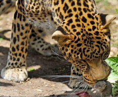 Leopard with mouse