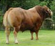 Funny Bull Stories