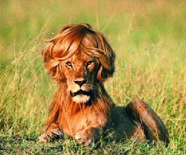Funny Hairstyle - Lion Cut