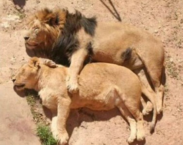 Lion True Friends