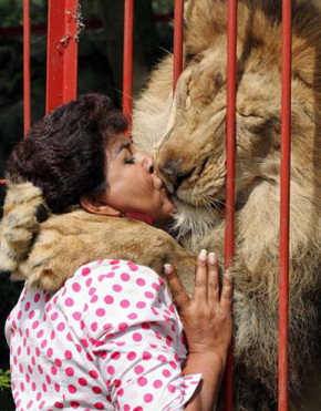 Funny Lion Kiss