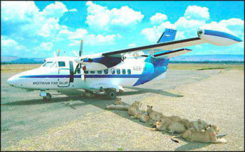 Lions in shade. Funny Picture
