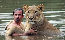 Swimming with lions