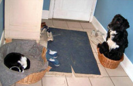 funny dog picture