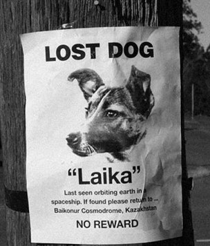 Lost Dog