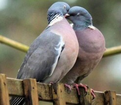 Short Love Stories