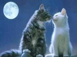 Love in the animal kingdom - Cats