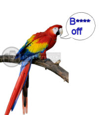 Macaw parrot teaches African greys to swear