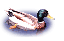 Guy and Pauline's Mallard story