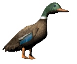 Pauline and Guy's stories - Male Mallard Duck