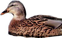 Pauline and Guy's Duck Story - Dicky leg