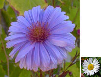 Michaelmas daisy - aster