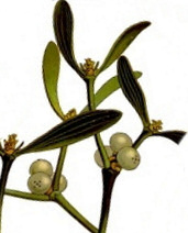 Mistletoe white or yellow berries