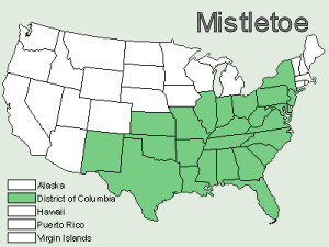 American Mistletoe (Phoradendron species)