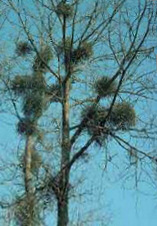 Botany of Mistletoe (Viscum Alba)