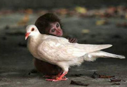 Monkey given the bird