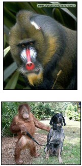 Interesting facts about monkeys