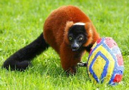Monkey Egg