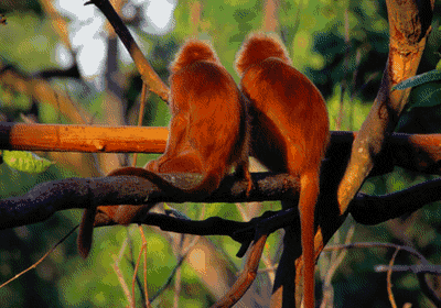 Funny Monkey Picture - Funny Jokes Funny Monkey Picture - Funny Jokes