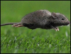 Football Mouse Story