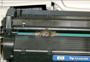 Mouse stuck in printer
