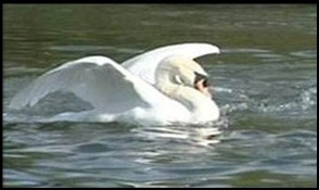 Swan Story - Mr Asbo