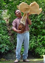 The white mushroom, macrocybe titans