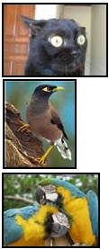 Mynah Myna Bird Mimics Cat