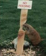 No feeding - Animal eats the sign