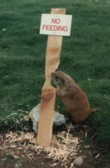 Funny Signs - No feeding the animals
