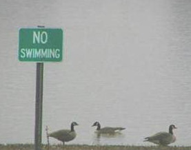 Funny No Swimming Sign