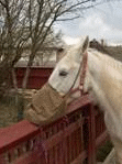 Nosebag